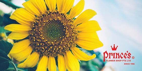 5 Tips to Make Your Sunflower Bouquets Last Longer