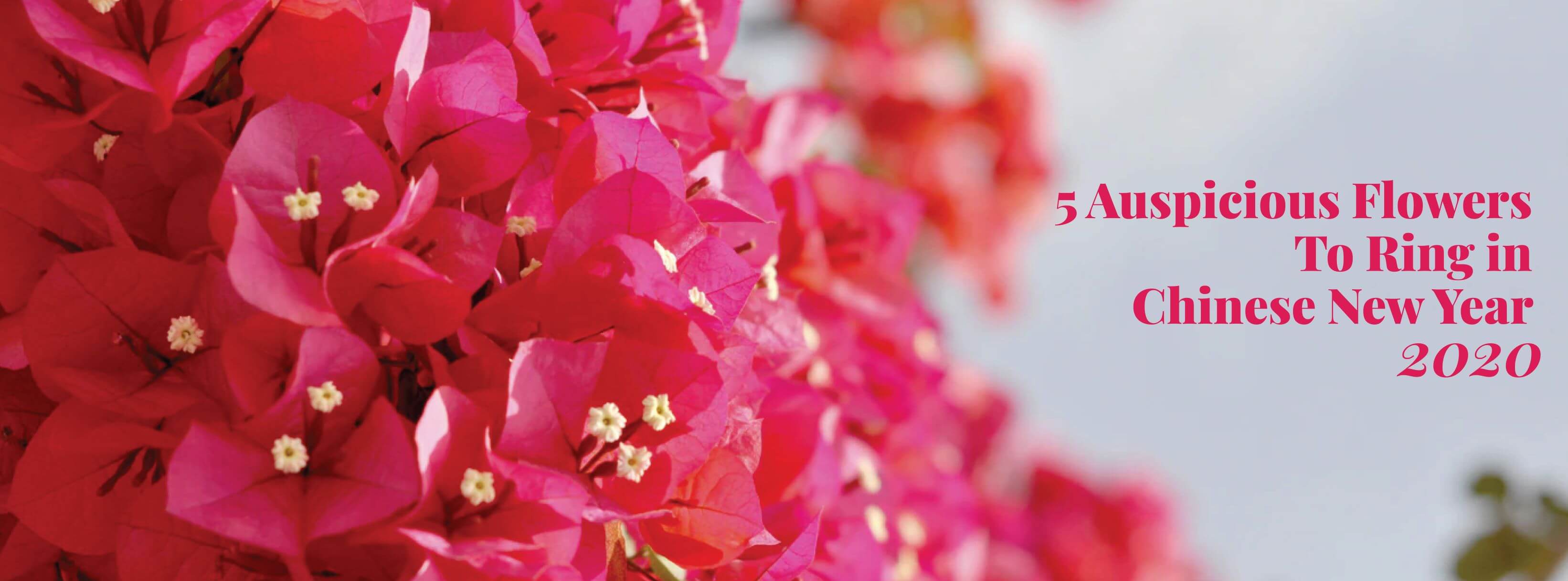 5 Auspicious Flowers To Ring in Chinese New Year 2020