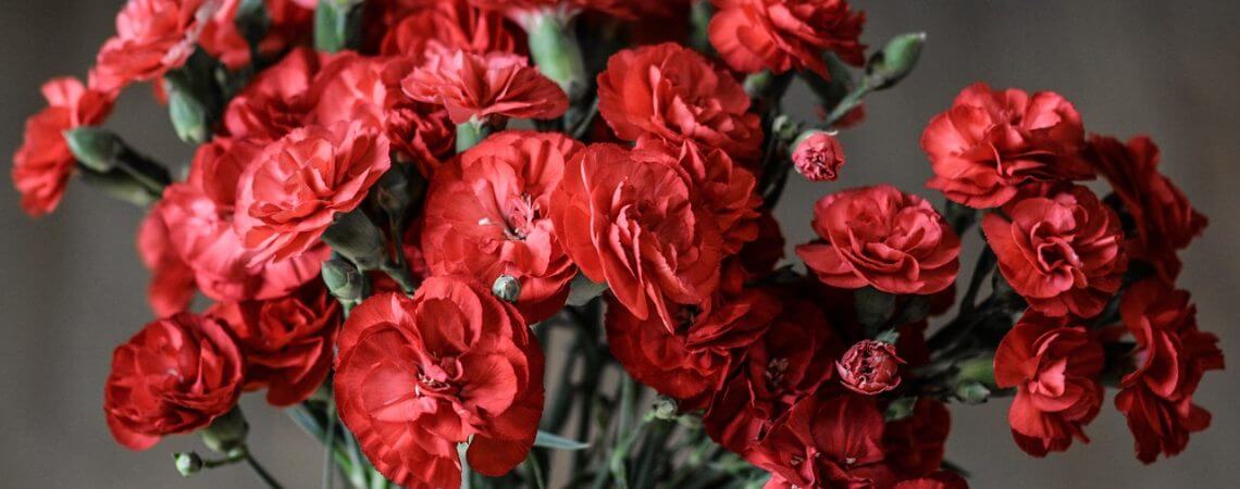 Charm and Elegance: The Timeless Appeal of Carnation Bouquets