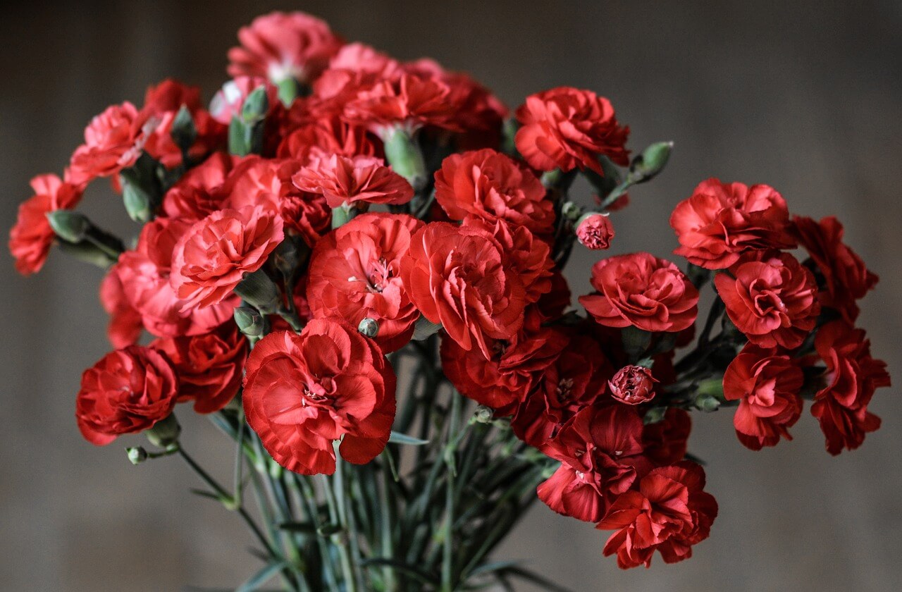 Unveiling the Hidden Meaning Behind Carnations